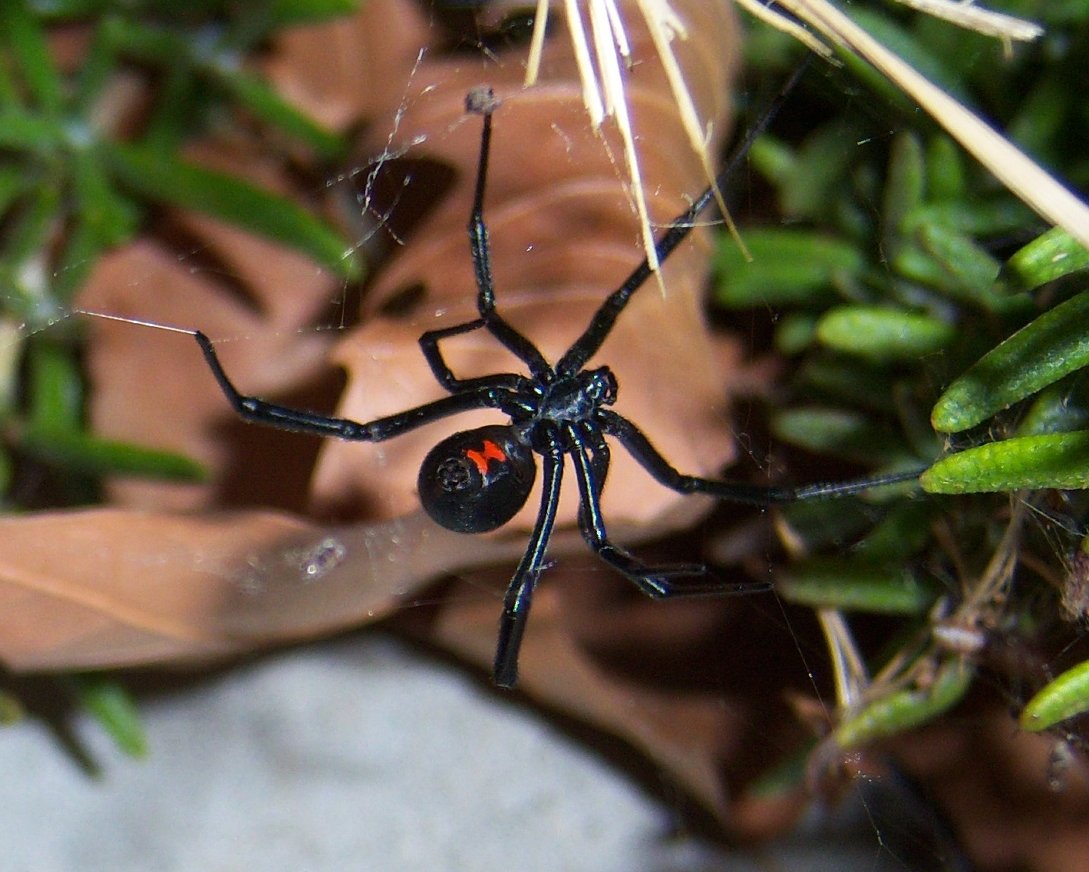 Black widow spider close-up