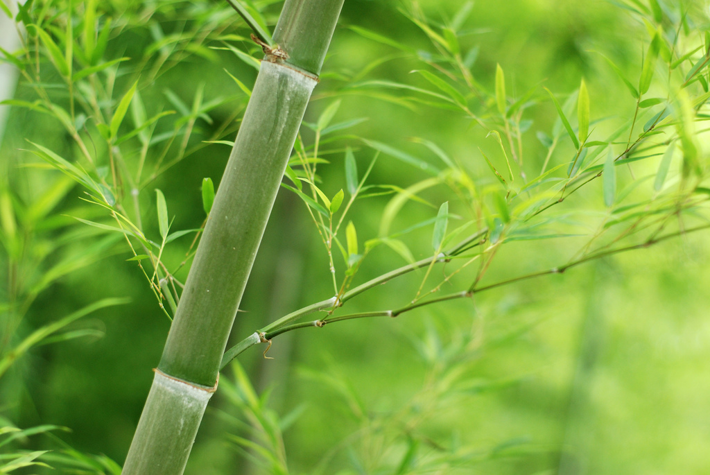 Bamboo Bokeh (https://c2.staticflickr.com/2/1372/556746420_e05f2c8371_b.jpg)